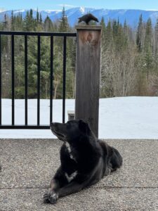 Bear Paw Heliskiing Dog Named Bear